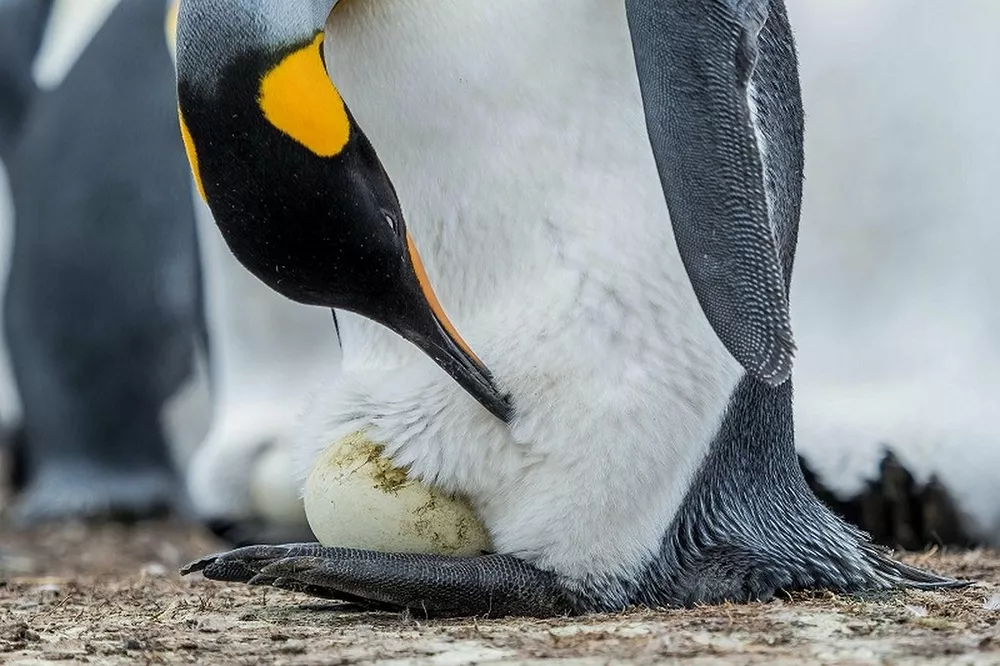 Как «рожают» и выхаживают своих детей пингвины: трогательные фото