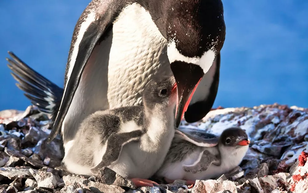 Как «рожают» и выхаживают своих детей пингвины: трогательные фото
