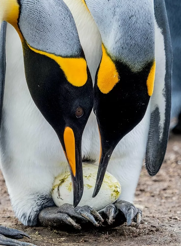 Как «рожают» и выхаживают своих детей пингвины: трогательные фото