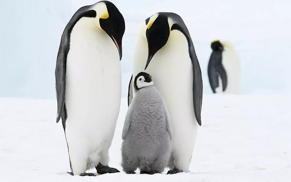 Как «рожают» и выхаживают своих детей пингвины: трогательные фото