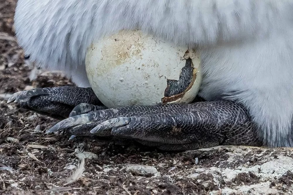 Как «рожают» и выхаживают своих детей пингвины: трогательные фото