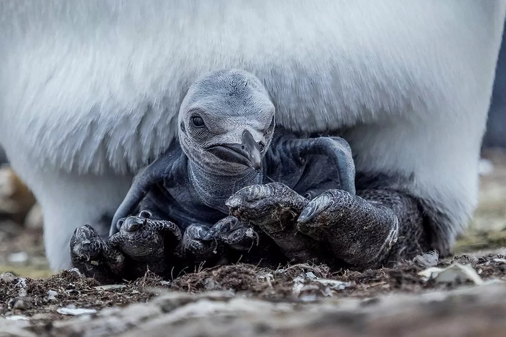 Как «рожают» и выхаживают своих детей пингвины: трогательные фото