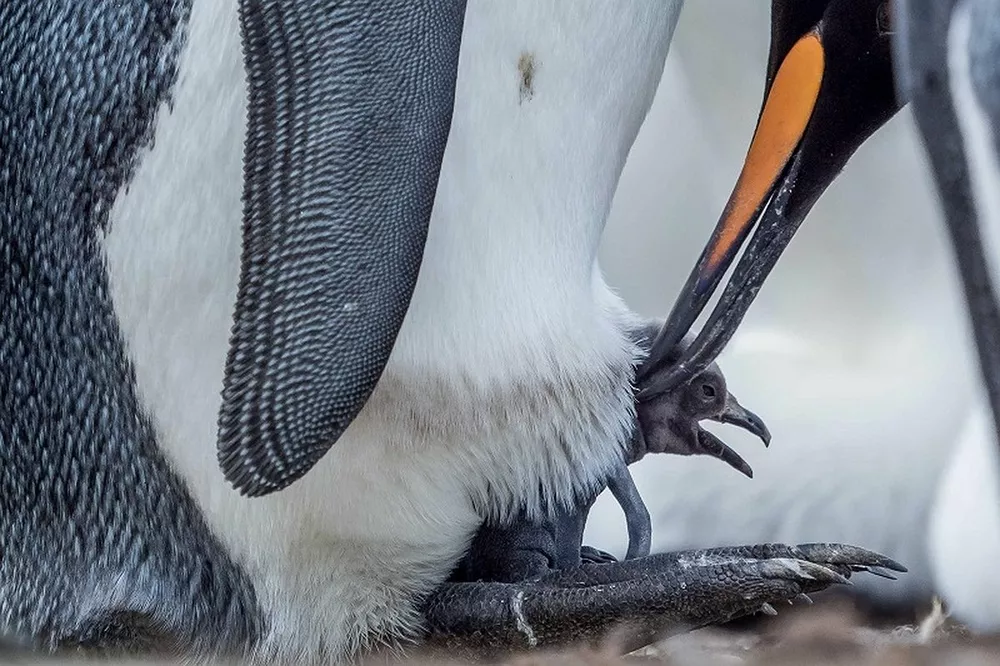 Как «рожают» и выхаживают своих детей пингвины: трогательные фото