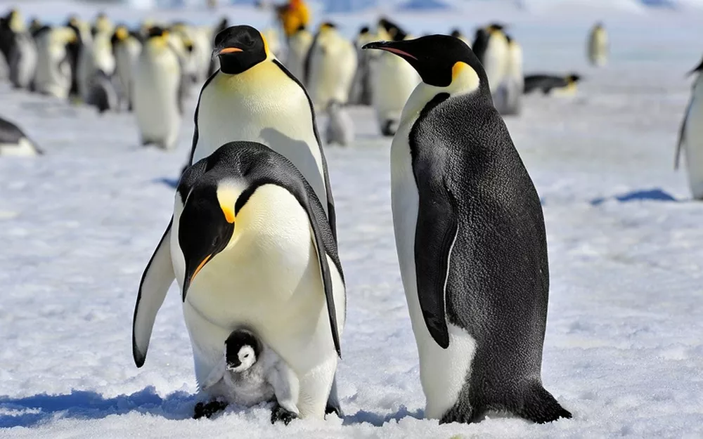 Как «рожают» и выхаживают своих детей пингвины: трогательные фото