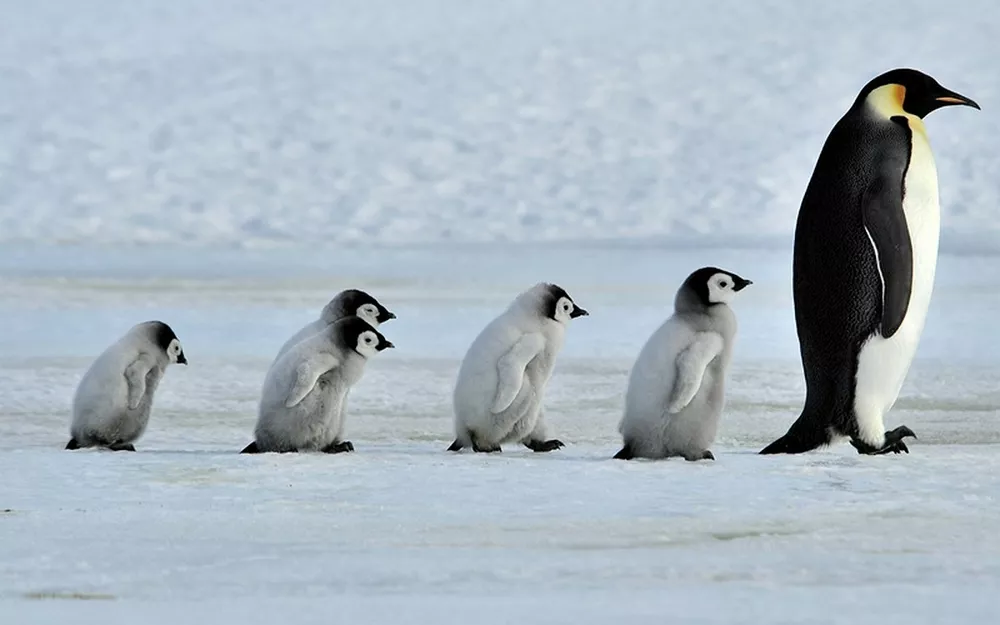 Как «рожают» и выхаживают своих детей пингвины: трогательные фото