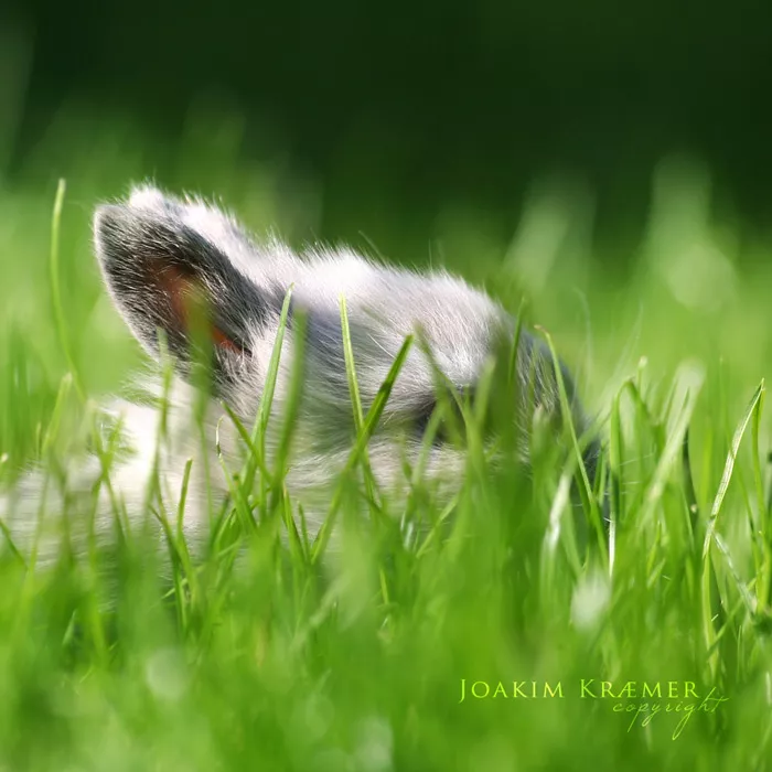 Макро фотографии Joakim Kraemer