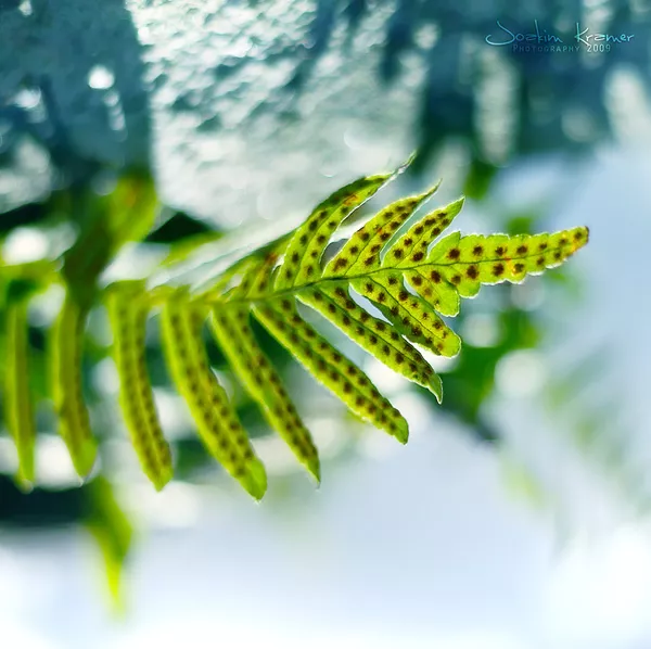 Макро фотографии Joakim Kraemer