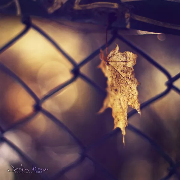 Макро фотографии Joakim Kraemer