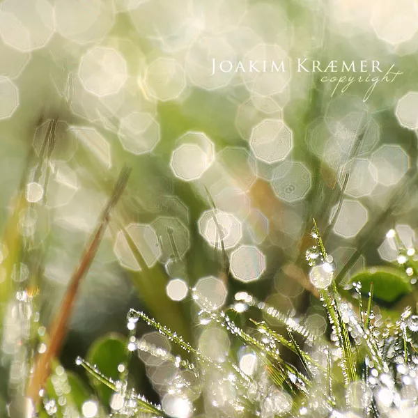 Макро фотографии Joakim Kraemer