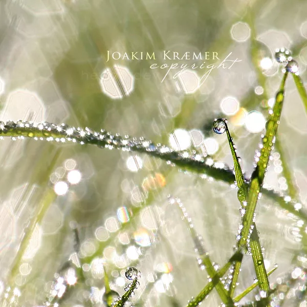 Макро фотографии Joakim Kraemer