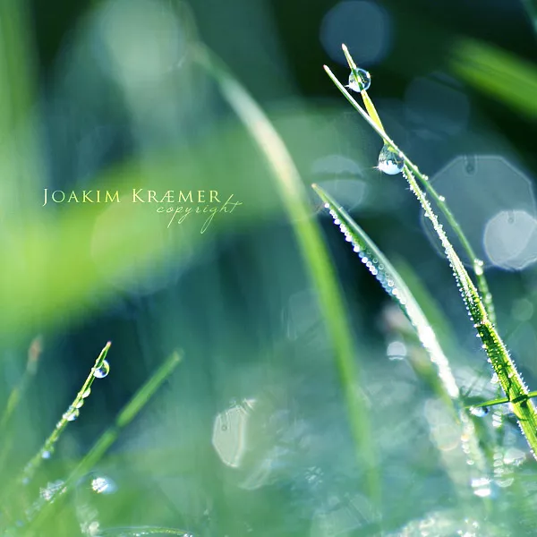 Макро фотографии Joakim Kraemer