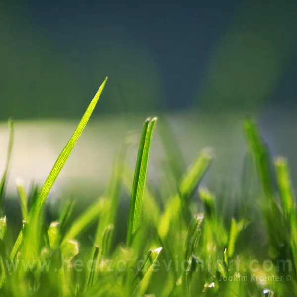 Макро фотографии Joakim Kraemer