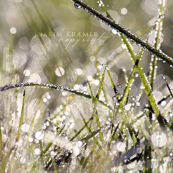 Макро фотографии Joakim Kraemer