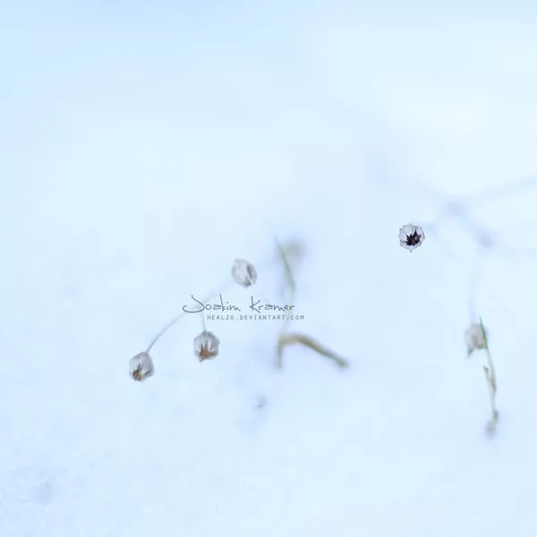 Макро фотографии Joakim Kraemer