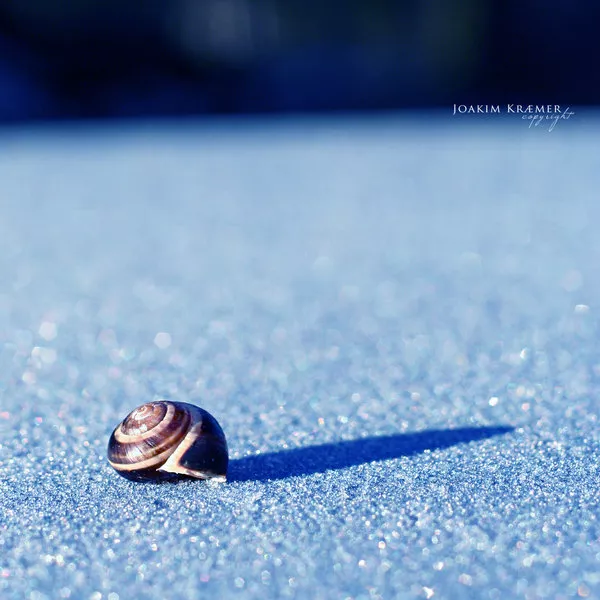 Макро фотографии Joakim Kraemer