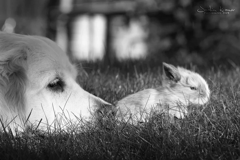 Макро фотографии Joakim Kraemer