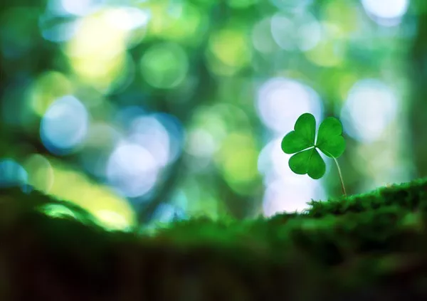 Макро фотографии Joakim Kraemer