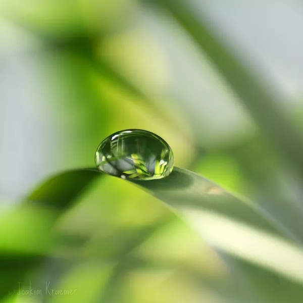 Макро фотографии Joakim Kraemer