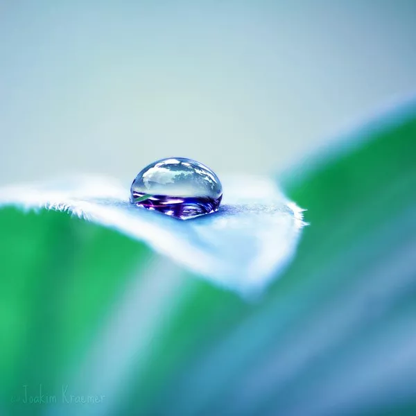 Макро фотографии Joakim Kraemer