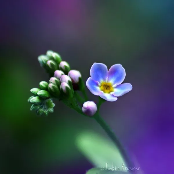 Макро фотографии Joakim Kraemer