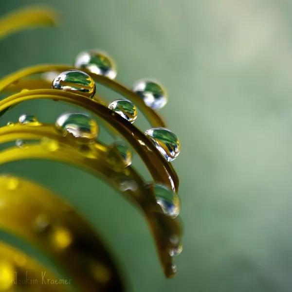 Макро фотографии Joakim Kraemer