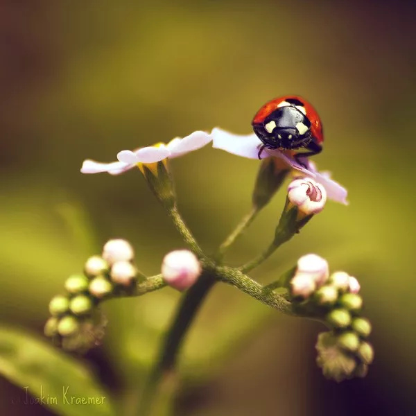 Макро фотографии Joakim Kraemer