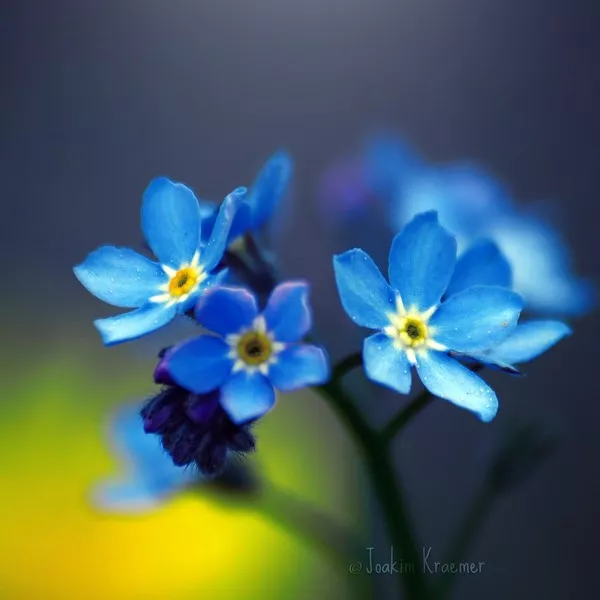 Макро фотографии Joakim Kraemer