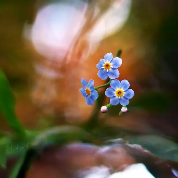Макро фотографии Joakim Kraemer