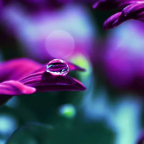 Макро фотографии Joakim Kraemer