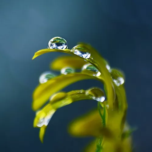 Макро фотографии Joakim Kraemer