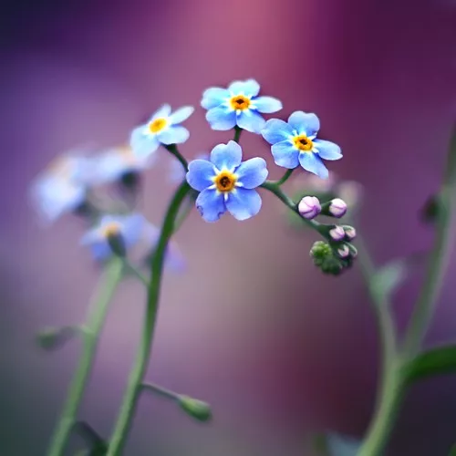 Макро фотографии Joakim Kraemer