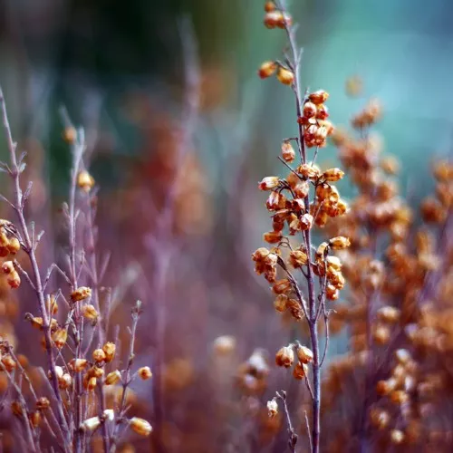 Макро фотографии Joakim Kraemer