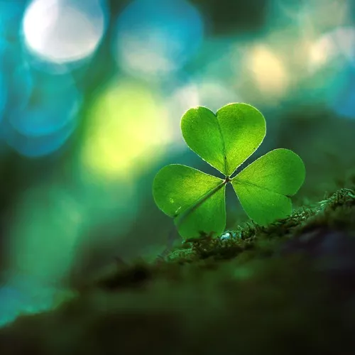 Макро фотографии Joakim Kraemer