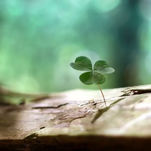 Макро фотографии Joakim Kraemer