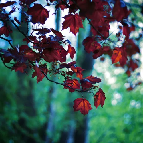 Макро фотографии Joakim Kraemer