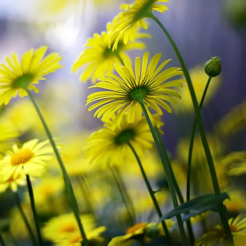 Макро фотографии Joakim Kraemer