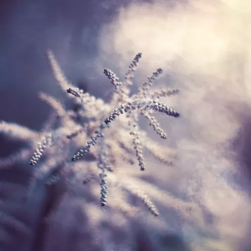 Макро фотографии Joakim Kraemer