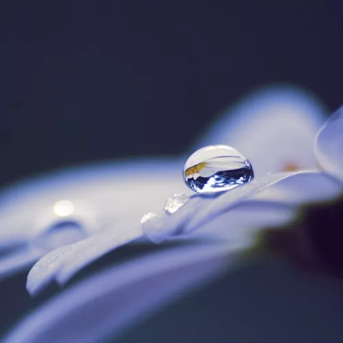 Макро фотографии Joakim Kraemer