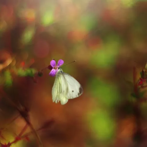 Макро фотографии Joakim Kraemer