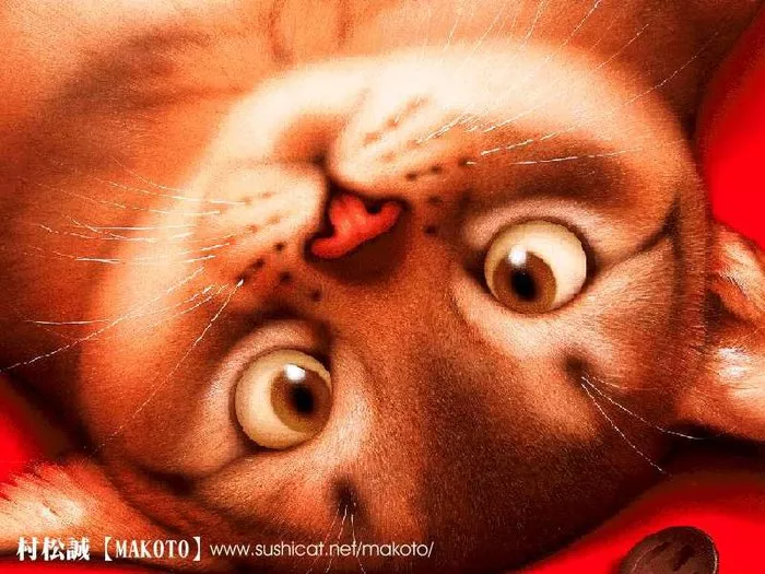 Плюшевая живопись Makoto Muramatsu