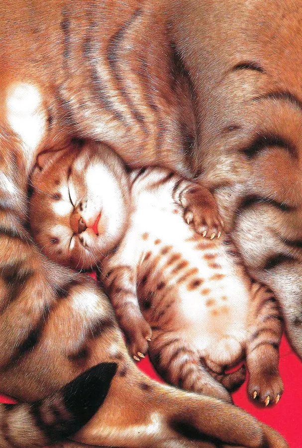 Плюшевая живопись Makoto Muramatsu