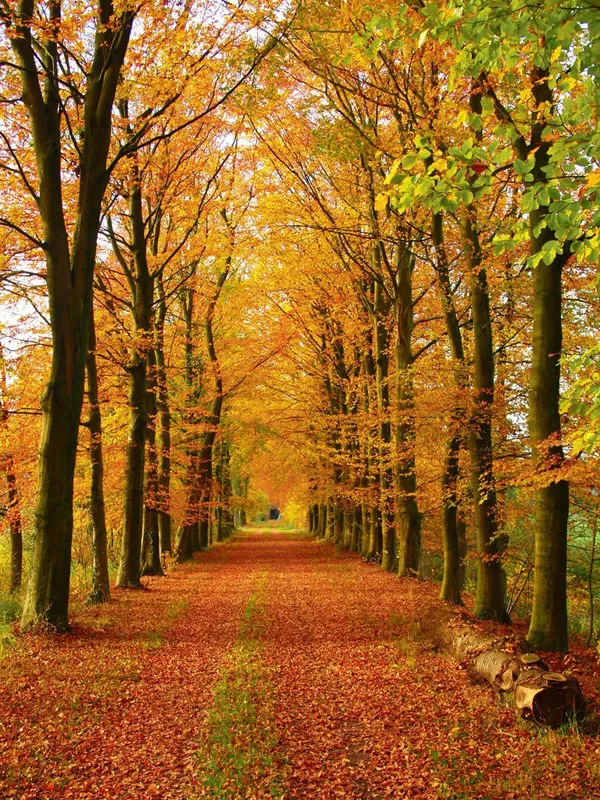 Осень для влюбленных