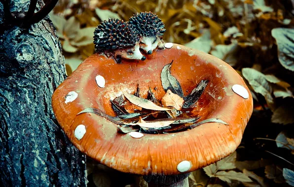 Осень для влюбленных