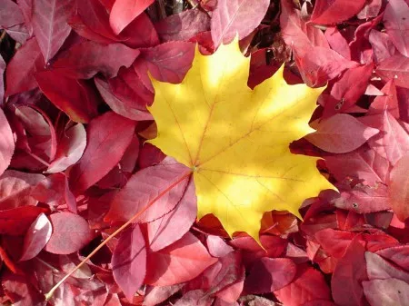 Осень для влюбленных