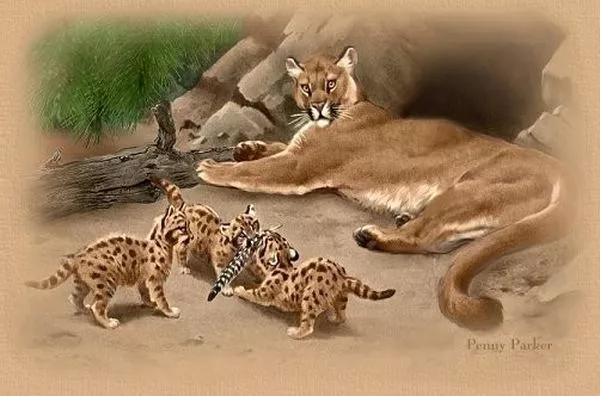 Прекрасный мир Penny Parker