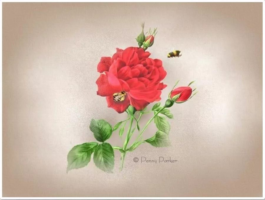 Прекрасный мир Penny Parker