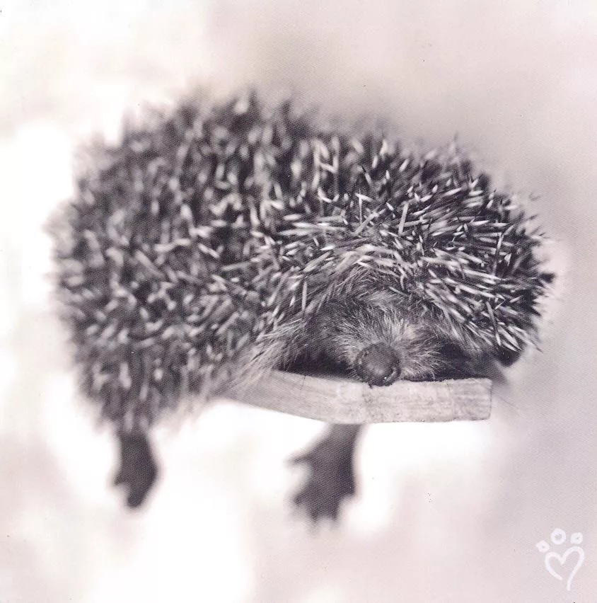 Пушистый мир Rachael Hale