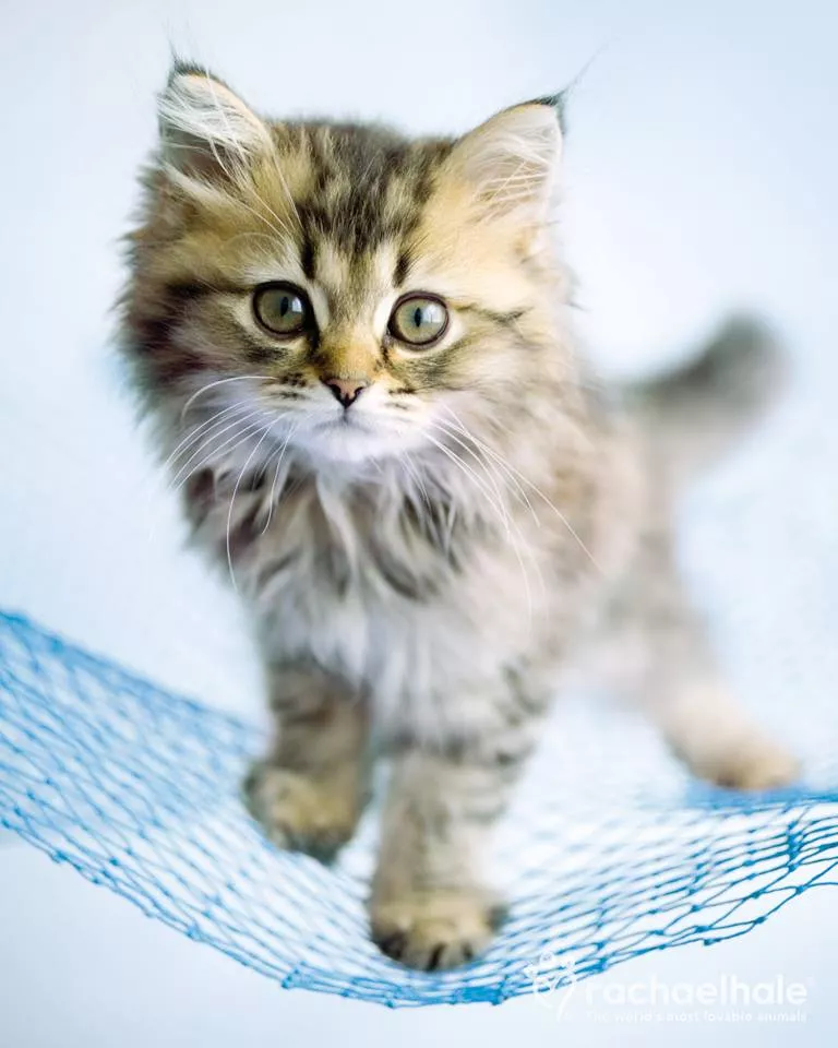 Пушистый мир Rachael Hale