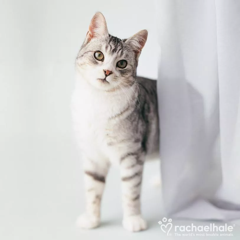 Пушистый мир Rachael Hale