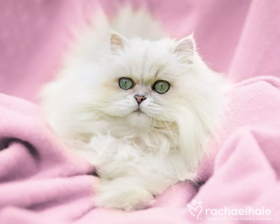 Пушистый мир Rachael Hale